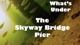 Underwater Video from the Skyway Bridge Pier in Tampa Florida