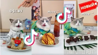 Подборка Tiktok 2022: Веселые коты готовят еду 😺"That Little Puff" #12