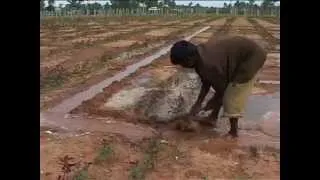 Borewell Recharging by Farmland Rainwater Harvesting Systems