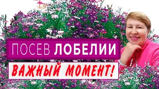 Посев ЛОБЕЛИИ. Когда лобелия взошла - что делать дальше?