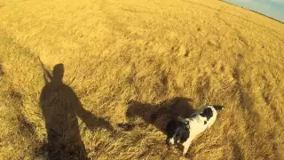 English Springer Spaniel Pheasant Hunting HD