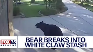 Bear breaks into Florida backyard, drinks family's White Claw stash