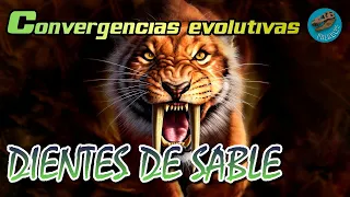 Convergencias evolutivas: DIENTES DE SABLE