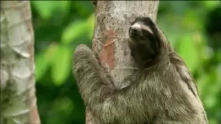 (NSFW or kids) Harpy Eagle attacks Three-Toed Sloth. (Bill Burr)