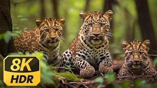 Kingdom of Safari 8K (60FPS) Discovery Relaxation Wonderful Wildlife Movie with Relaxing Piano Music
