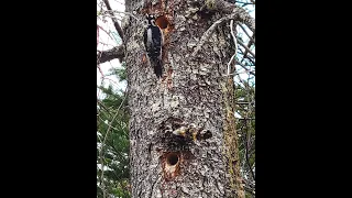 Downy Woodpecker, Male and Female