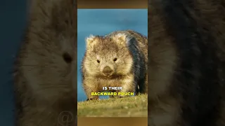 Wombat | The Cute Giant Fur Ball