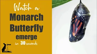 Watch a Monarch Butterfly emerge from a Chrysalis in 30 seconds