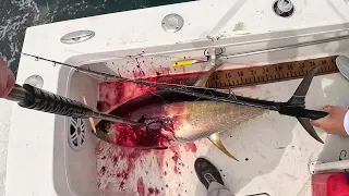 New England Yellowfin Tuna With A Whale Show