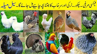 Fancy Hens | Turkey Bird | Chand Chakor | Dakhni Teetar ke Chicks | Fancy Murgi ke Bache | Pak Pets