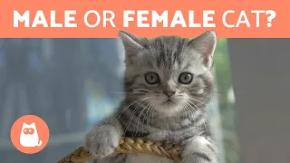 Is it Better to Adopt a MALE or FEMALE CAT? 🐱 DIFFERENCES