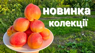 Абрикос Харогем. Вирощування абрикосів це просто.