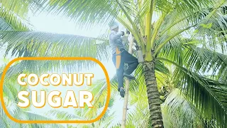 Traditional Coconut Sugar Making| Harvesting Nectar from Coconut Trees and Processing Natural Sugar