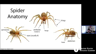 Spiders in Our Gardens (Online Lecture)