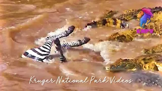 Crocodile Attacks and Kill Zebra at River Crossing.