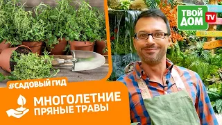 Секреты выращивания: розмарина, базилика и шалфея | Сеем базилик правильно | Огород на подокононнике