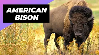 American Bison 🦬 One Of The Tallest Animals In The World #shorts