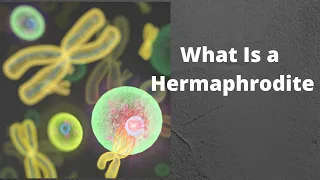 What Is a Hermaphrodite