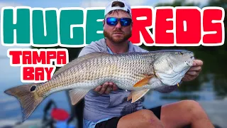 Multiple SCHOOLS of BIG TAMPA REDS - Tampa Kayak Fishing