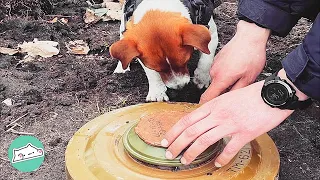 Tiniest Ukrainian Hero Sniffing for the Bombs | Cuddle Dogs