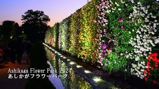 Квітковий парк Асікага також захоплює дух трояндами! (від денного до освітлення)
