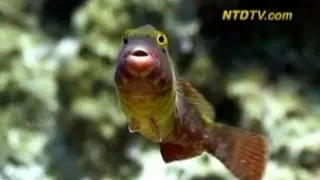 Chinese Fish Get Lucky Tattoos