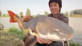 35 KG Arapaima 3 DAYS  Fishing In Thailand By BKKGUY