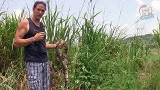 Reptil.TV - Folge 42 - Python-Jagd in Ghana