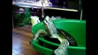 Болотный черепах Яша.Кормление в тазу!(Male of marsh turtle by name Yasha lunch in the pelvis)