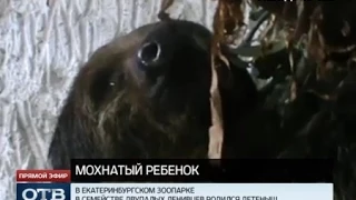 В Екатеринбурге стало на одного ленивца больше