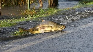 Skokomish River salmon cross the road/Part 1