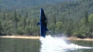 Whiskeytown Blue Tiger Shark and Dolphin