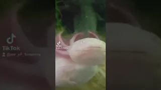 Can axolotls go on land?