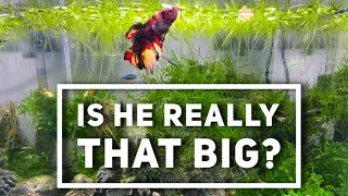 The largest Betta I have ever seen and what I feed him