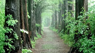 A rainy forest trail, Fresh air & Rain sound for Relex, Fast Sleep, Healing ASMR