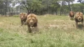 Lion feeding up close in Zimbabwe