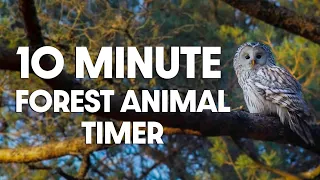 10 Minute Timer - Ten Minute Forest Animal Timer - Peaceful Bird Alarm Sound
