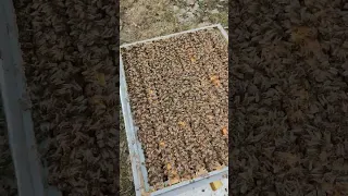 Сила пчелосемьи Бакфаст после зимовки в улье ППУ на воле.