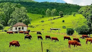 reliquias do sertanejo raiz