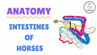 Anatomy of Horse Intestines - Vet Med