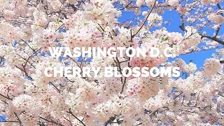 Washington D.C. Cherry Blossoms in full bloom