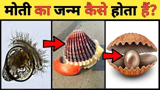 मोती बनाने वाले सीप का जीवन चक्र || Life Cycle Of Pearl In Hindi || Country Darshan |