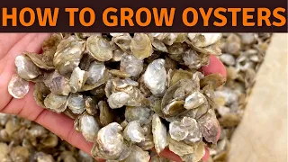 How Oyster Spat is Made in an Oyster Hatchery. European Flat Oyster, Belon