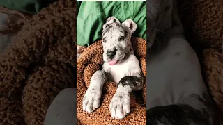 Great Dane