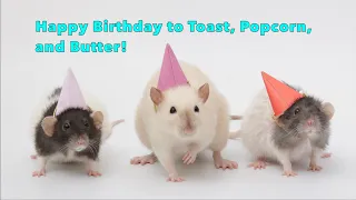 Happy Birthday to my Sweet Pet rats Popcorn, Butter, and Toast!