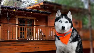 My Huskies and Cats Rent a Cabin in a Fabulous Forest