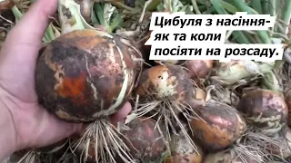 Сіємо цибулю на розсаду- як виростити гарну цибулю з насіння.