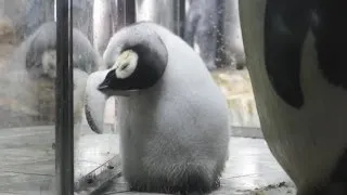 AWS エンペラｰペンギンの赤ちゃん両親と一緒！-Baby Emperor Penguin-