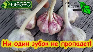 ЧЕСНОК БУДЕТ С КУЛАК! Сделайте так и будете с огромным урожаем чеснока!