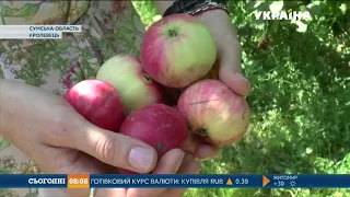 Диво-яблуня почала плодоносити у Кролевці на Сумщині